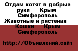 Отдам котят в добрые руки.  - Крым, Симферополь Животные и растения » Кошки   . Крым,Симферополь